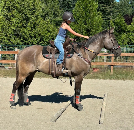 HorseID: 2301950 Rugar - PhotoID: 1083981