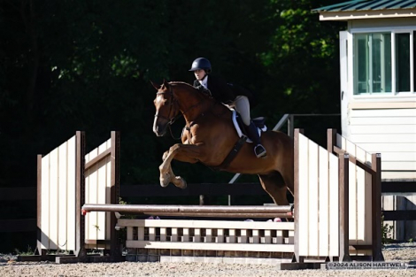 HorseID: 2301951 Mr. BrightSide - PhotoID: 1083982