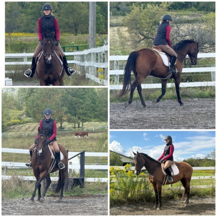 HorseID: 2301952 Octavia (Tavi) OTTB 2015 - PhotoID: 1083983
