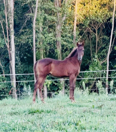 HorseID: 2301953 IMAFRECKLEDPLAYGUN - PhotoID: 1083985