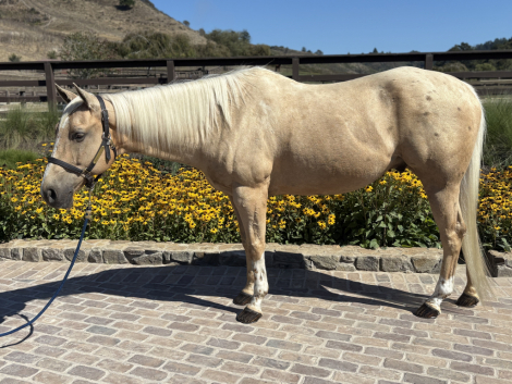 HorseID: 2301955 Kings Payday Bar - PhotoID: 1083987