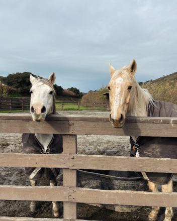 HorseID: 2301955 Kings Payday Bar - PhotoID: 1083988