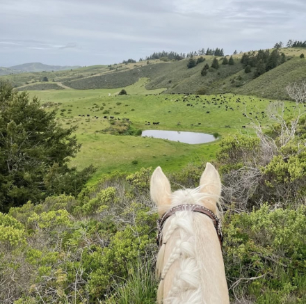 HorseID: 2301955 Kings Payday Bar - PhotoID: 1083989