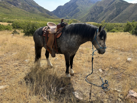 HorseID: 2301957 ROCKY aka BLUEY - 2019 Gypsey Qtr Cross Gelding  - PhotoID: 1083992