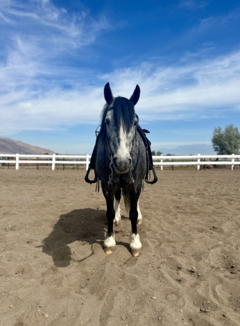 HorseID: 2301957 ROCKY aka BLUEY - 2019 Gypsey Qtr Cross Gelding  - PhotoID: 1083993