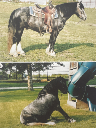 HorseID: 2301957 ROCKY aka BLUEY - 2019 Gypsey Qtr Cross Gelding  - PhotoID: 1083994