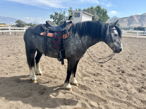HorseID: 2301957 ROCKY aka BLUEY - 2019 Gypsey Qtr Cross Gelding  - PhotoID: 1083995