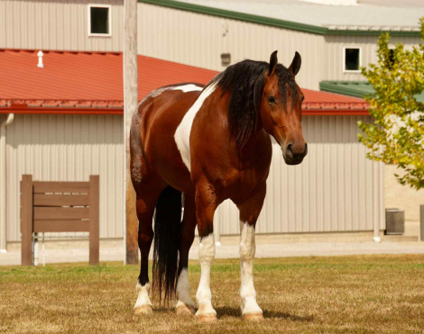 HorseID: 2301960 Smokey - PhotoID: 1083997