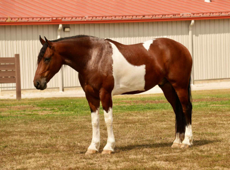 HorseID: 2301960 Smokey - PhotoID: 1083998