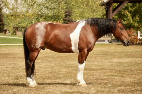 HorseID: 2301960 Smokey - PhotoID: 1083999