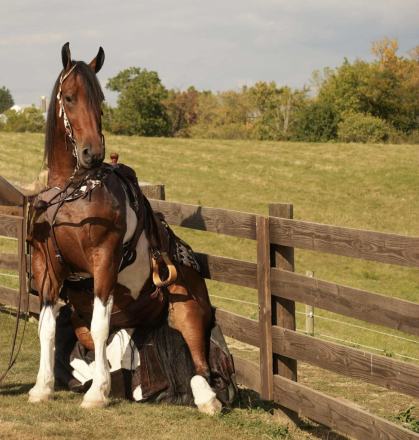 HorseID: 2301960 Smokey - PhotoID: 1084000