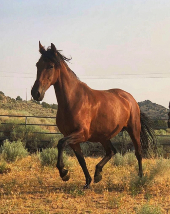 HorseID: 2301966 Aurora SSA - PhotoID: 1084006