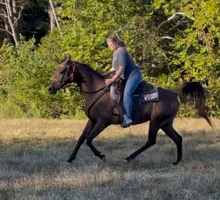 HorseID: 2301967 RainDancer AAH - PhotoID: 1084007