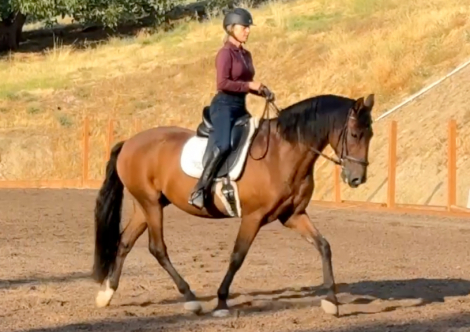 HorseID: 2301968 Incendio JH - PhotoID: 1084041