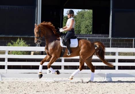 HorseID: 2301970 Lexington - PhotoID: 1084008