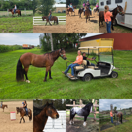 HorseID: 2301971 Teddy - PhotoID: 1084009