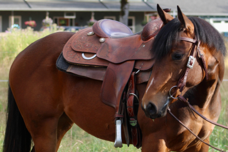 HorseID: 2301973 Expect This Money - PhotoID: 1085459