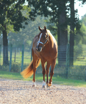 HorseID: 2301975 THE AMAZING LENA - PhotoID: 1084010