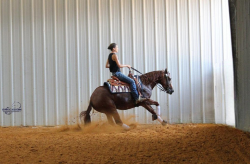 HorseID: 2301975 THE AMAZING LENA - PhotoID: 1084011