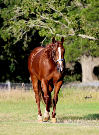 HorseID: 2301975 THE AMAZING LENA - PhotoID: 1084012