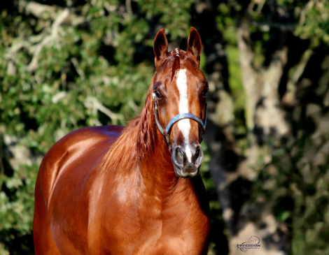 HorseID: 2301975 THE AMAZING LENA - PhotoID: 1084013