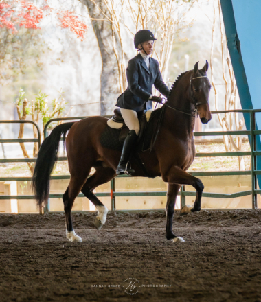 HorseID: 2301977 Paddyngton's Fly Sky High - PhotoID: 1084018