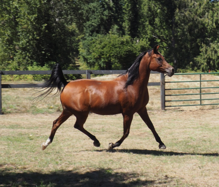 HorseID: 2301981 HYR Khash N In - PhotoID: 1084020