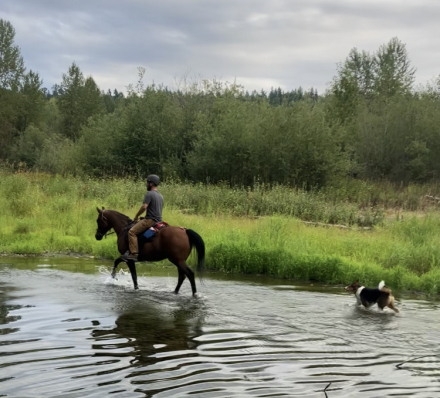 HorseID: 2301981 HYR Khash N In - PhotoID: 1084022