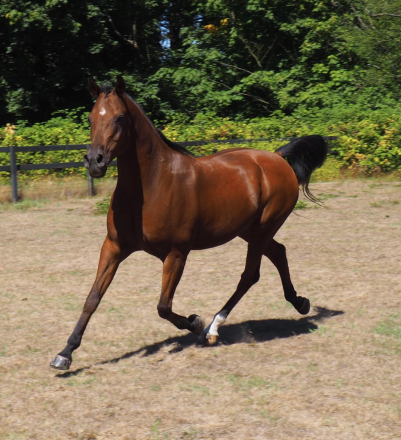 HorseID: 2301981 HYR Khash N In - PhotoID: 1084023