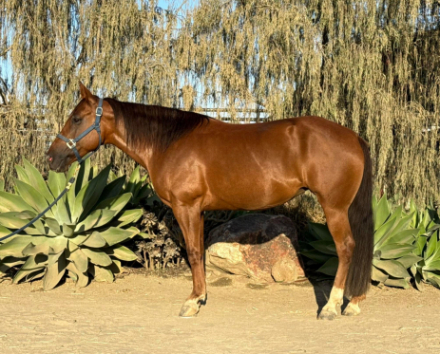 HorseID: 2301983 Summers sunset - PhotoID: 1084025