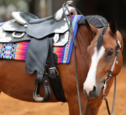 HorseID: 2301989 Come One Come Al - PhotoID: 1084027