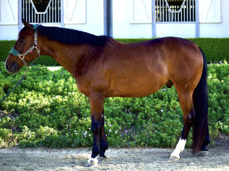 HorseID: 2301990 Onyx - PhotoID: 1084028