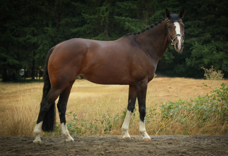 HorseID: 2301992 Quinivere - PhotoID: 1084030