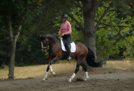 HorseID: 2301992 Quinivere - PhotoID: 1084032