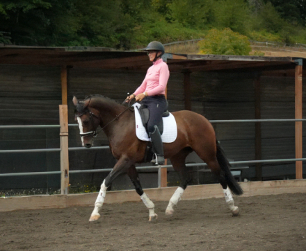 HorseID: 2301992 Quinivere - PhotoID: 1084033