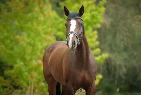 HorseID: 2301992 Quinivere - PhotoID: 1084034