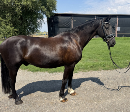 HorseID: 2301993 Nova - PhotoID: 1084049