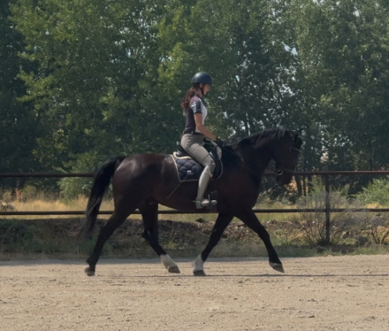 HorseID: 2301993 Nova - PhotoID: 1084050