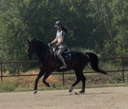 HorseID: 2301993 Nova - PhotoID: 1084051