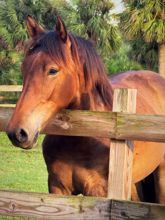 HorseID: 2301996 Luna - PhotoID: 1084042