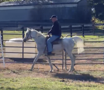 HorseID: 2302002 RHR ABEERA - PhotoID: 1084058