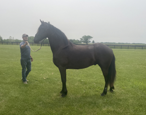 HorseID: 2302003 Waterford of Cunnane - PhotoID: 1084060