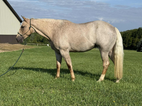 HorseID: 2302005 EZ Bella Roan 21 - PhotoID: 1084059