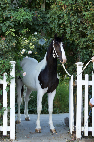 HorseID: 2302009 OLIVER - PhotoID: 1084067