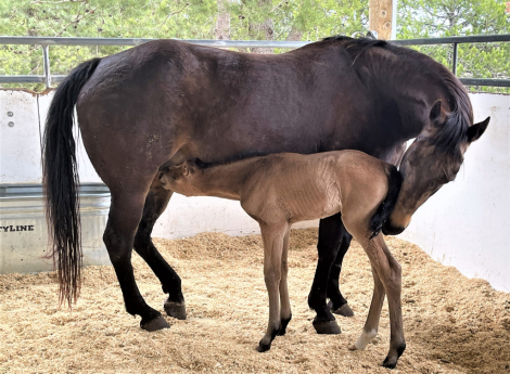 HorseID: 2302010 MOLLY BE DUN - PhotoID: 1084068