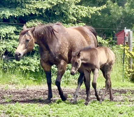 HorseID: 2302010 MOLLY BE DUN - PhotoID: 1084070