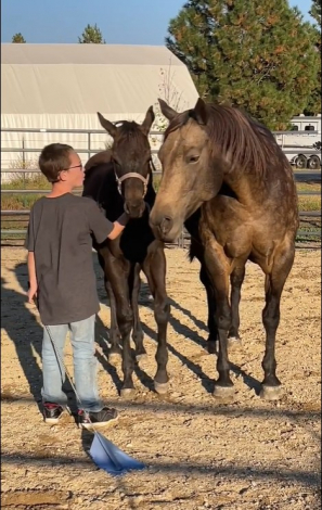 HorseID: 2302010 MOLLY BE DUN - PhotoID: 1084071