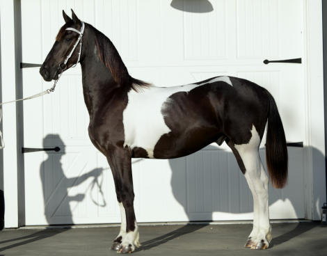 HorseID: 2302011 OLAF - PhotoID: 1084072
