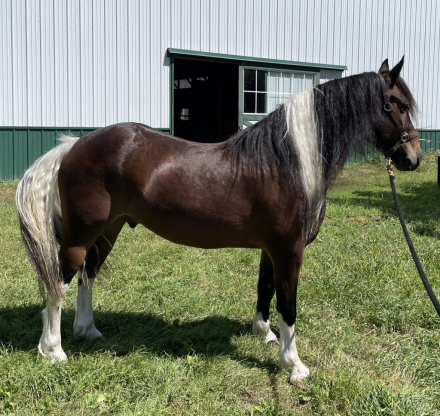 HorseID: 2302014 Jackson - PhotoID: 1084078