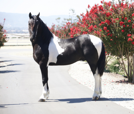 HorseID: 2302015 THE GOD OF THE SEA - PhotoID: 1084075